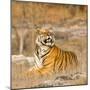 Male Tiger in Bandhavgarh National Park, India, Asia-Martin Chapman-Mounted Photographic Print