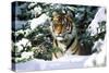 Male Tiger Peering Through Snow-Covered Spruce Trees (Captive Animal)-Lynn M^ Stone-Stretched Canvas