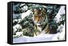 Male Tiger Peering Through Snow-Covered Spruce Trees (Captive Animal)-Lynn M^ Stone-Framed Stretched Canvas