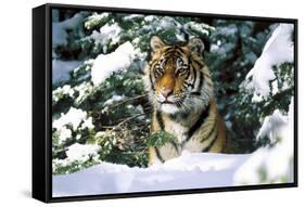 Male Tiger Peering Through Snow-Covered Spruce Trees (Captive Animal)-Lynn M^ Stone-Framed Stretched Canvas
