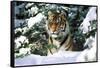 Male Tiger Peering Through Snow-Covered Spruce Trees (Captive Animal)-Lynn M^ Stone-Framed Stretched Canvas