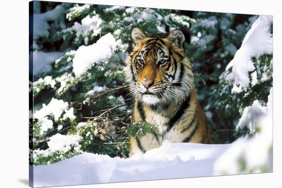 Male Tiger Peering Through Snow-Covered Spruce Trees (Captive Animal)-Lynn M^ Stone-Stretched Canvas
