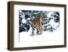 Male Tiger Peering Through Snow-Covered Spruce Trees (Captive Animal)-Lynn M^ Stone-Framed Photographic Print