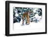 Male Tiger Peering Through Snow-Covered Spruce Trees (Captive Animal)-Lynn M^ Stone-Framed Photographic Print