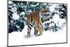 Male Tiger Peering Through Snow-Covered Spruce Trees (Captive Animal)-Lynn M^ Stone-Mounted Photographic Print