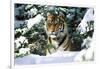 Male Tiger Peering Through Snow-Covered Spruce Trees (Captive Animal)-Lynn M^ Stone-Framed Photographic Print