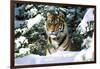 Male Tiger Peering Through Snow-Covered Spruce Trees (Captive Animal)-Lynn M^ Stone-Framed Photographic Print