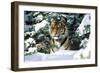 Male Tiger Peering Through Snow-Covered Spruce Trees (Captive Animal)-Lynn M^ Stone-Framed Photographic Print