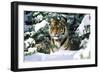 Male Tiger Peering Through Snow-Covered Spruce Trees (Captive Animal)-Lynn M^ Stone-Framed Photographic Print