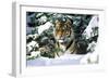 Male Tiger Peering Through Snow-Covered Spruce Trees (Captive Animal)-Lynn M^ Stone-Framed Photographic Print