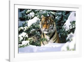 Male Tiger Peering Through Snow-Covered Spruce Trees (Captive Animal)-Lynn M^ Stone-Framed Photographic Print