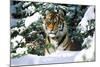 Male Tiger Peering Through Snow-Covered Spruce Trees (Captive Animal)-Lynn M^ Stone-Mounted Photographic Print