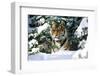 Male Tiger Peering Through Snow-Covered Spruce Trees (Captive Animal)-Lynn M^ Stone-Framed Photographic Print