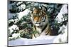 Male Tiger Peering Through Snow-Covered Spruce Trees (Captive Animal)-Lynn M^ Stone-Mounted Photographic Print