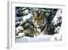 Male Tiger Peering Through Snow-Covered Spruce Trees (Captive Animal)-Lynn M^ Stone-Framed Photographic Print