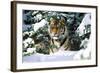 Male Tiger Peering Through Snow-Covered Spruce Trees (Captive Animal)-Lynn M^ Stone-Framed Photographic Print