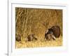 Male Tom Turkey with Hens, Farm in the Flathead Valley, Montana, USA-Chuck Haney-Framed Photographic Print