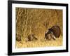 Male Tom Turkey with Hens, Farm in the Flathead Valley, Montana, USA-Chuck Haney-Framed Photographic Print