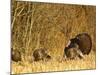 Male Tom Turkey with Hens, Farm in the Flathead Valley, Montana, USA-Chuck Haney-Mounted Photographic Print