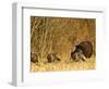 Male Tom Turkey with Hens, Farm in the Flathead Valley, Montana, USA-Chuck Haney-Framed Photographic Print