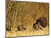 Male Tom Turkey with Hens, Farm in the Flathead Valley, Montana, USA-Chuck Haney-Mounted Photographic Print