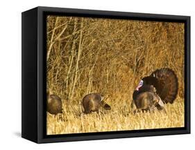 Male Tom Turkey with Hens, Farm in the Flathead Valley, Montana, USA-Chuck Haney-Framed Stretched Canvas