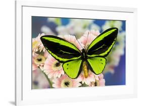 Male tropical butterfly Ornithoptera a Birdwing butterfly on Pink Gerber Daisy-Darrell Gulin-Framed Photographic Print