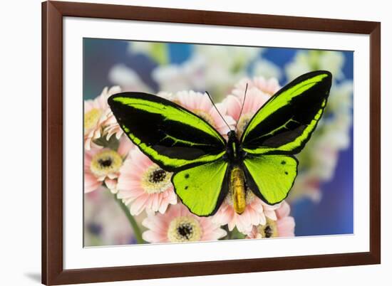 Male tropical butterfly Ornithoptera a Birdwing butterfly on Pink Gerber Daisy-Darrell Gulin-Framed Photographic Print