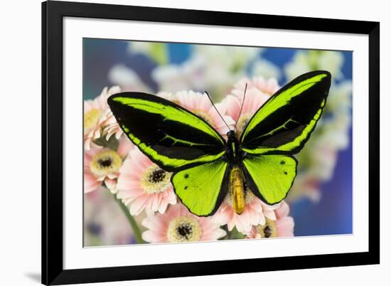 Male tropical butterfly Ornithoptera a Birdwing butterfly on Pink Gerber Daisy-Darrell Gulin-Framed Photographic Print