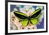 Male tropical butterfly Ornithoptera a Birdwing butterfly on Pink Gerber Daisy-Darrell Gulin-Framed Photographic Print