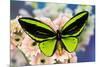 Male tropical butterfly Ornithoptera a Birdwing butterfly on Pink Gerber Daisy-Darrell Gulin-Mounted Photographic Print