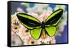 Male tropical butterfly Ornithoptera a Birdwing butterfly on Pink Gerber Daisy-Darrell Gulin-Framed Stretched Canvas