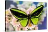 Male tropical butterfly Ornithoptera a Birdwing butterfly on Pink Gerber Daisy-Darrell Gulin-Stretched Canvas
