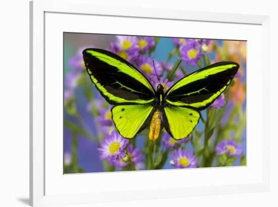 Male tropical butterfly Orthoptera priamus priamus a Birdwinged butterfly on Asters-Darrell Gulin-Framed Photographic Print