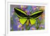 Male tropical butterfly Orthoptera priamus priamus a Birdwinged butterfly on Asters-Darrell Gulin-Framed Photographic Print