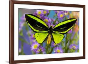 Male tropical butterfly Orthoptera priamus priamus a Birdwinged butterfly on Asters-Darrell Gulin-Framed Photographic Print