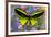 Male tropical butterfly Orthoptera priamus priamus a Birdwinged butterfly on Asters-Darrell Gulin-Framed Photographic Print