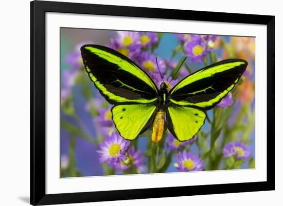 Male tropical butterfly Orthoptera priamus priamus a Birdwinged butterfly on Asters-Darrell Gulin-Framed Photographic Print