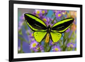 Male tropical butterfly Orthoptera priamus priamus a Birdwinged butterfly on Asters-Darrell Gulin-Framed Photographic Print