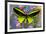 Male tropical butterfly Orthoptera priamus priamus a Birdwinged butterfly on Asters-Darrell Gulin-Framed Photographic Print