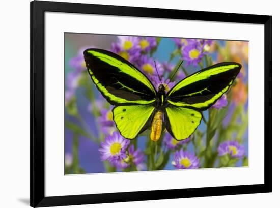 Male tropical butterfly Orthoptera priamus priamus a Birdwinged butterfly on Asters-Darrell Gulin-Framed Photographic Print