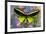 Male tropical butterfly Orthoptera priamus priamus a Birdwinged butterfly on Asters-Darrell Gulin-Framed Photographic Print