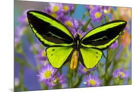 Male tropical butterfly Orthoptera priamus priamus a Birdwinged butterfly on Asters-Darrell Gulin-Mounted Photographic Print