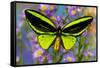 Male tropical butterfly Orthoptera priamus priamus a Birdwinged butterfly on Asters-Darrell Gulin-Framed Stretched Canvas