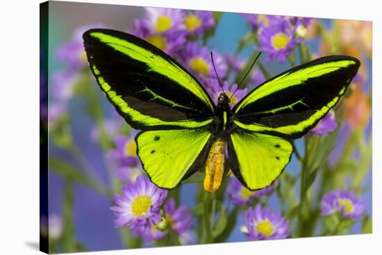 Male tropical butterfly Orthoptera priamus priamus a Birdwinged butterfly on Asters-Darrell Gulin-Stretched Canvas