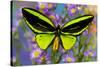 Male tropical butterfly Orthoptera priamus priamus a Birdwinged butterfly on Asters-Darrell Gulin-Stretched Canvas