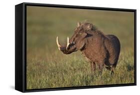 Male Warthog (Phacochoerus Aethiopicus), Ngorongoro Crater, Tanzania, East Africa, Africa-James Hager-Framed Stretched Canvas