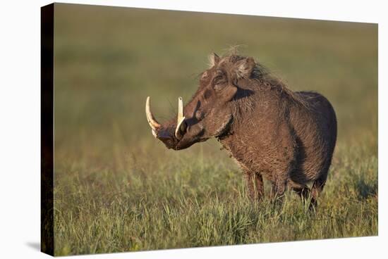 Male Warthog (Phacochoerus Aethiopicus), Ngorongoro Crater, Tanzania, East Africa, Africa-James Hager-Stretched Canvas