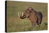 Male Warthog (Phacochoerus Aethiopicus), Ngorongoro Crater, Tanzania, East Africa, Africa-James Hager-Stretched Canvas