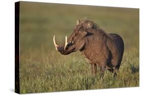 Male Warthog (Phacochoerus Aethiopicus), Ngorongoro Crater, Tanzania, East Africa, Africa-James Hager-Stretched Canvas